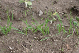 Wheat at Feekes 1